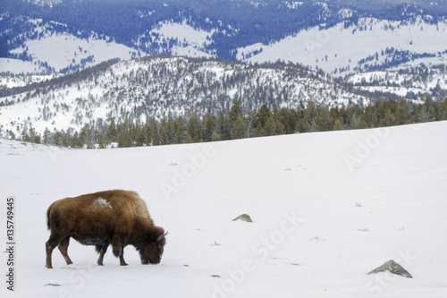 Bison dans un paysage hivernal de Yellowstone 