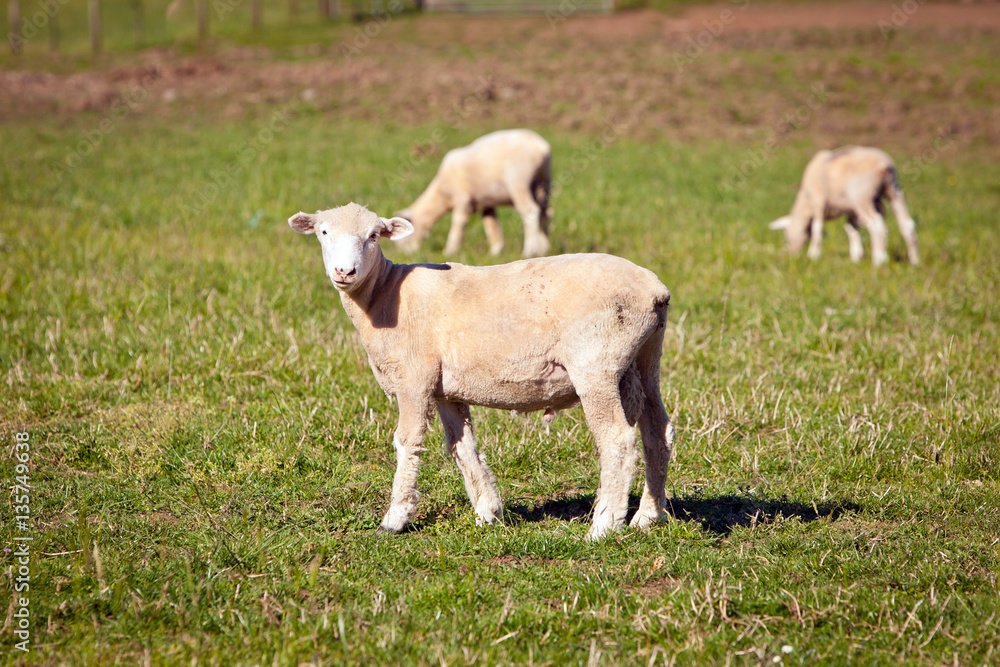 Fototapeta premium Sheep in a green field
