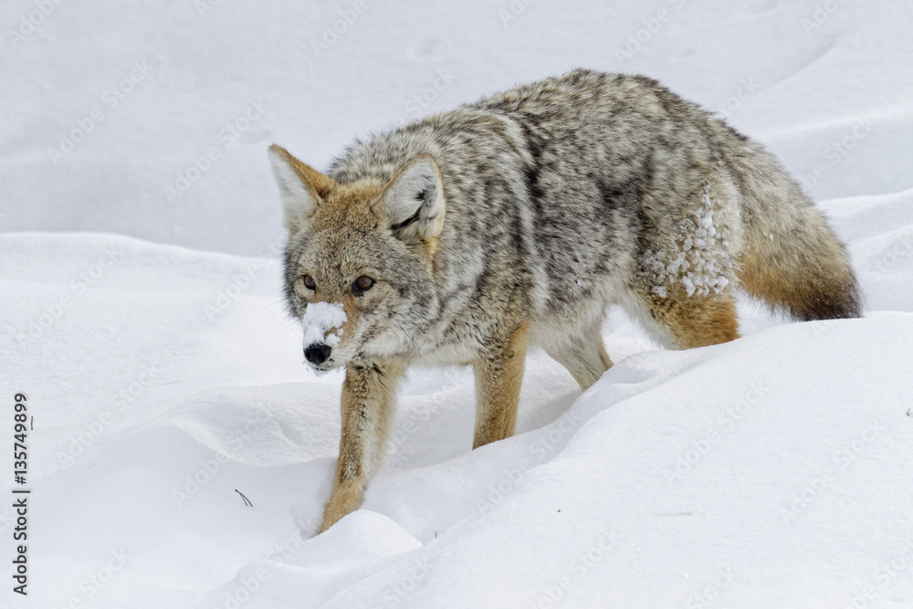 Fototapeta premium Coyote en chasse