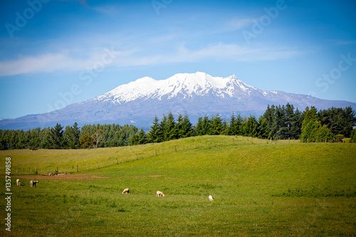 Mount Ruapehu from King Country Farm photo
