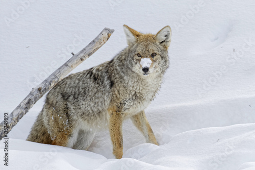 Coyote dans la neige, Parc de Yellowstone 