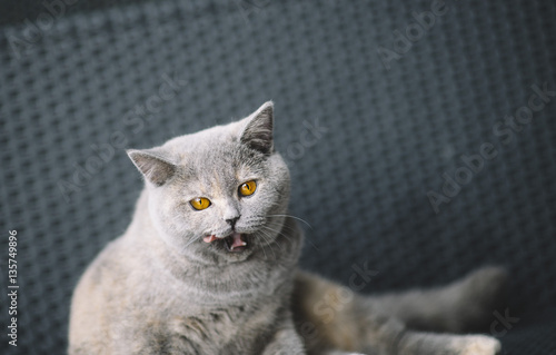 Fototapeta Naklejka Na Ścianę i Meble -  Cat british