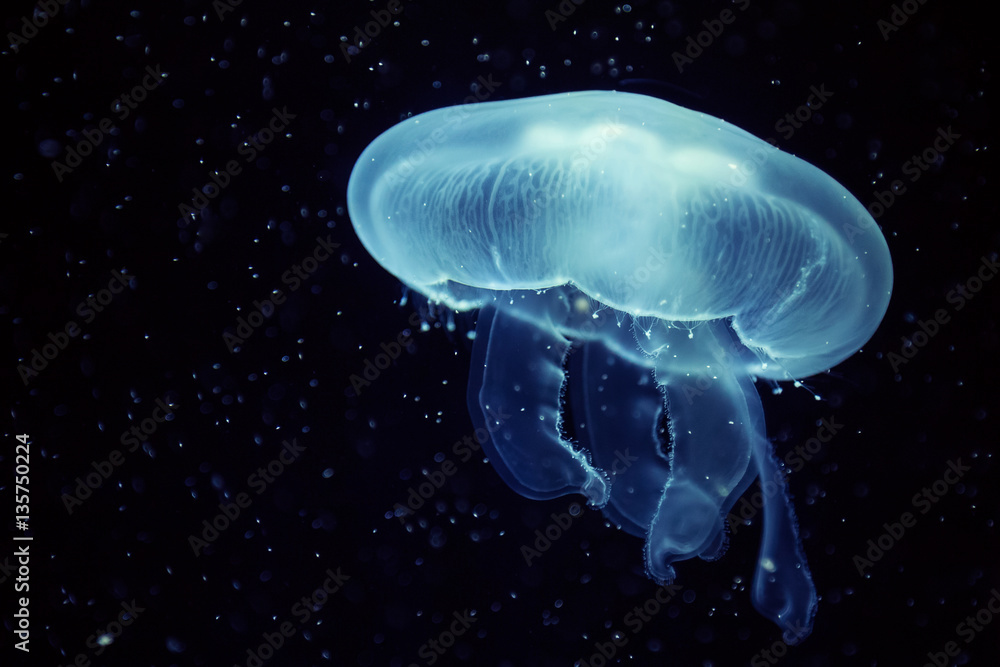 Fototapeta premium Beautiful jellyfish with a small water bubbles.