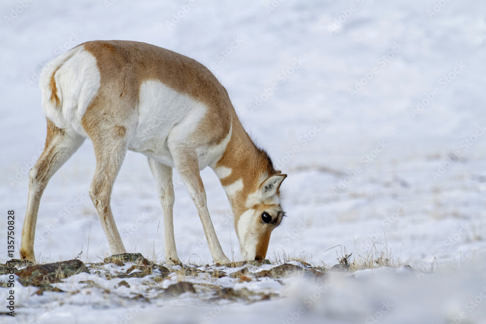 Pronghorn, parc national de Yellowstone Pronghorn, parc national de Yellowstone