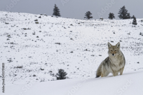 Coyote dans le paysage du Yellowstone