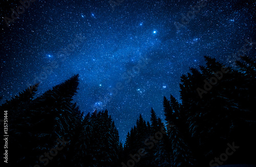 The bright starry sky in the night forest