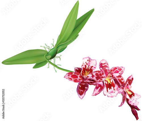 Beallara orchid plant