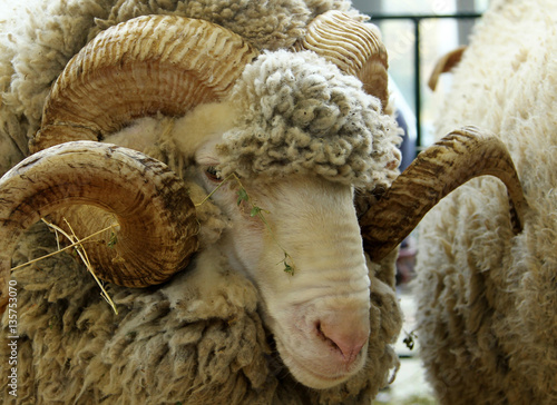 Portrait of white ram (Groznenskaya breed)