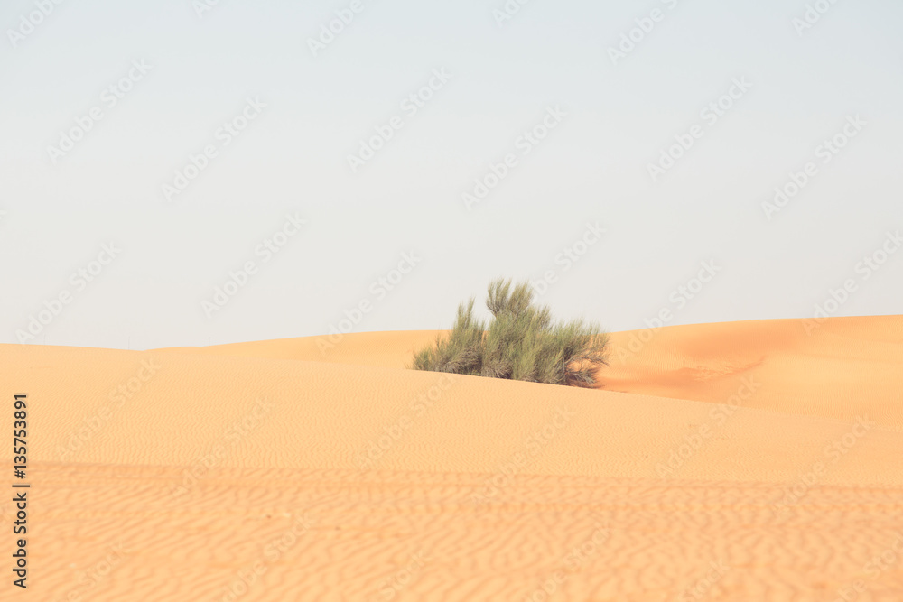 Lonely Bush In The Desert