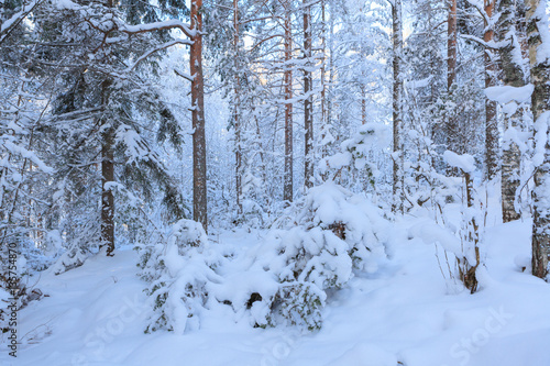 Snowy winter forest