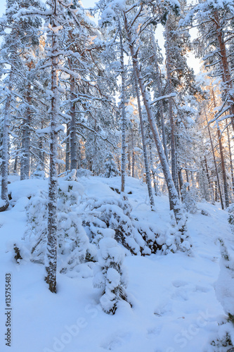 Snowy winter forest