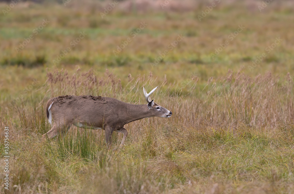 Obraz premium White-tailed deer smelling the air during the autumn rut in Canada