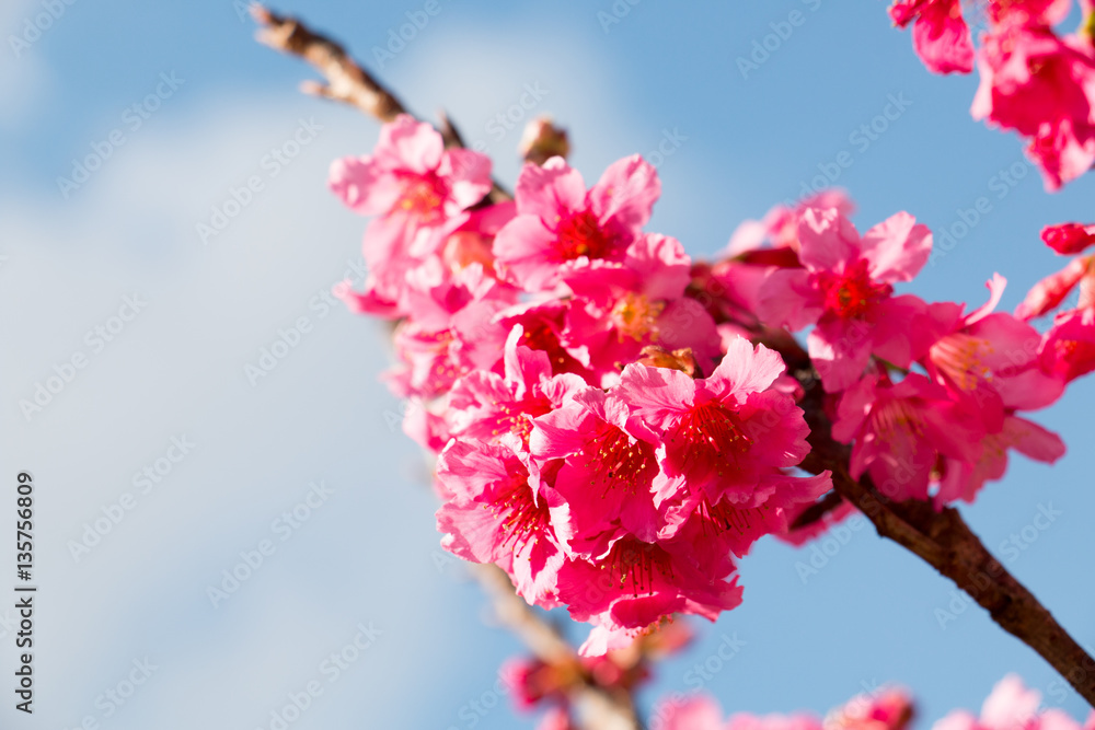 colorful of cherry Blossom and green leaf with sun light, colorful of cherry Blossom and green leaf with sun light,
