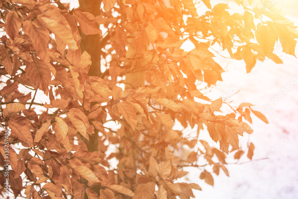 Fototapeta premium Orange autumn leaves. The end of winter.