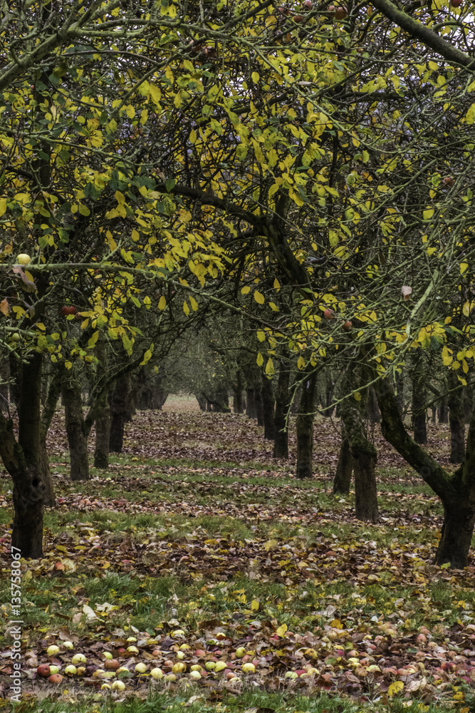Fallen red and green apples under row of trees in orchard in autumn Fallen red and green apples under row of trees in orchard in autumn