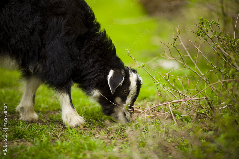 young goat grazes in a meadow. young goat grazes in a meadow.