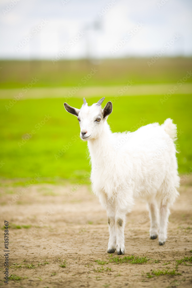 Fototapeta premium young goat grazes in a meadow.
