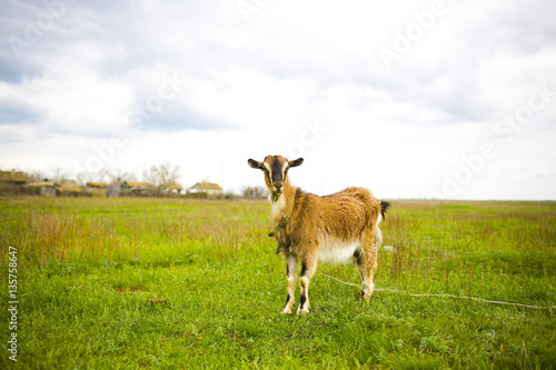 Adult red-haired goat grazing in a meadow.