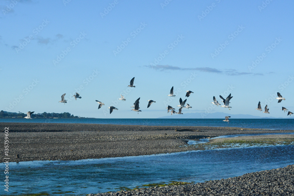 Shorebirds Flocking
