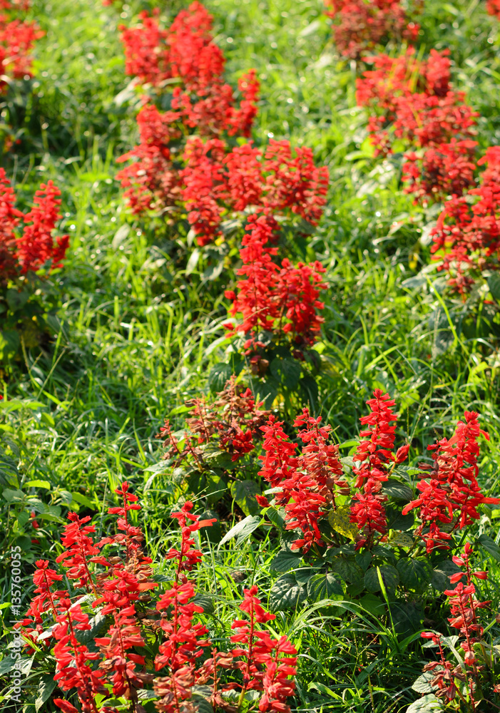 Close up red flower in garden colorful