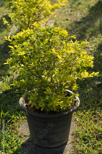 Tree in pot forearm for garden