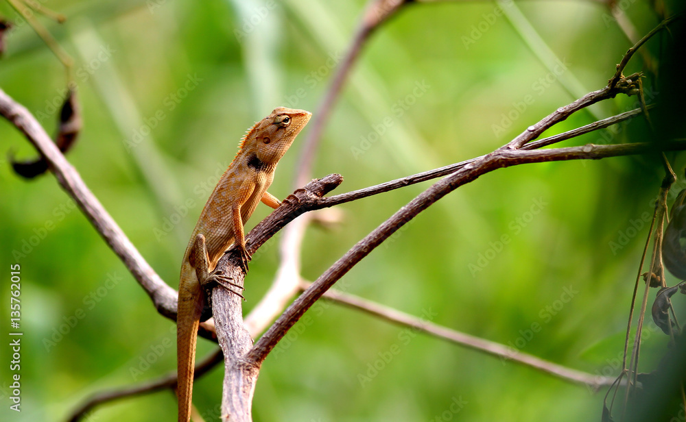 Chameleon on dry branch in the green garden