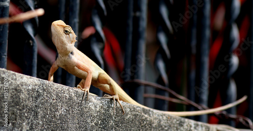 Chameleon on the wall and stockade iron in the garden photo