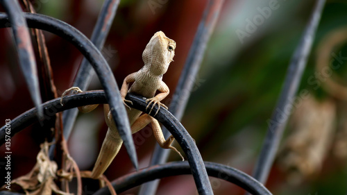 Chameleon on the stockade iron in the garden