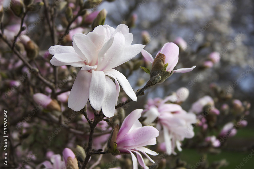 Obraz premium Pink magnolia and spring bloom background. Flower of pink magnolia close up on a foreground with blossoming magnolia trees on a shallow depth of field background.