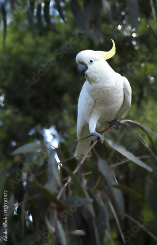 White cockatoo in a tree