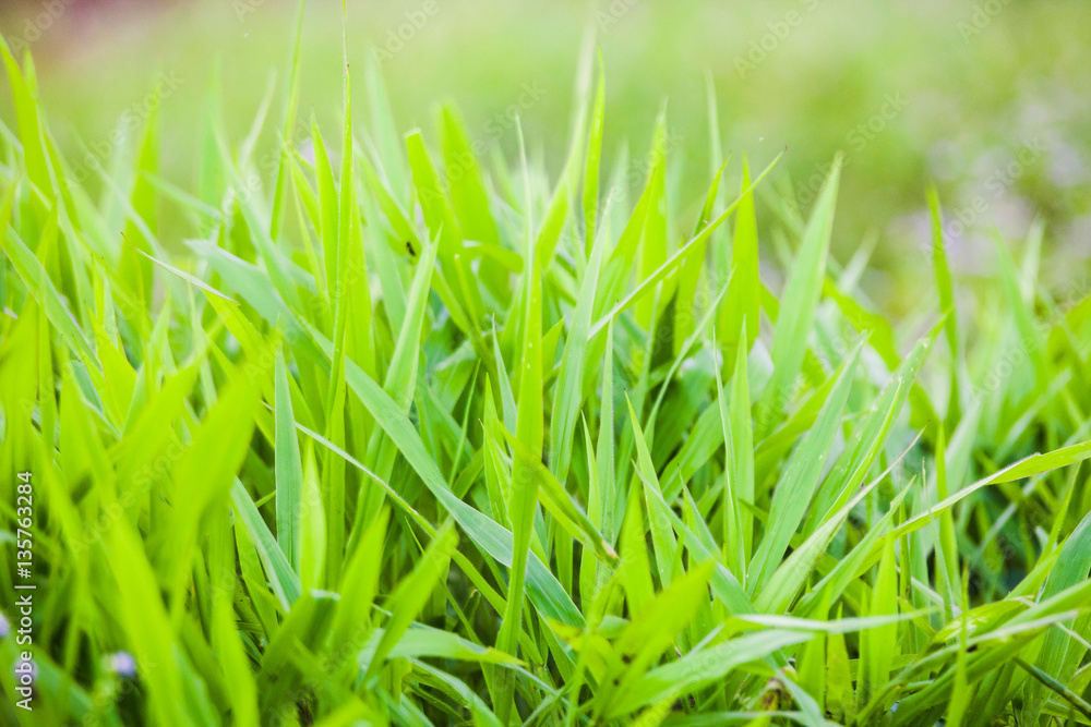 Obraz premium Green grass close up view for blur background texture
