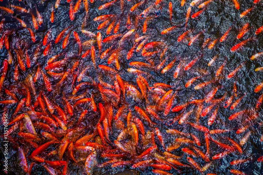 Fototapeta premium Koi fishes Vietnam