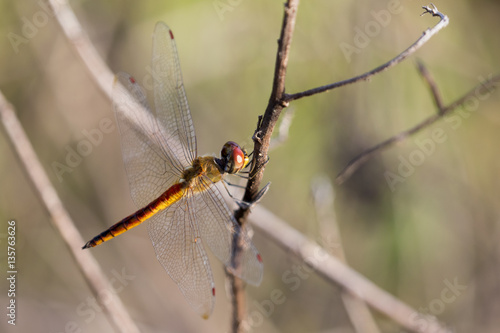 Image of dragonfly perched on a tree branch on nature background