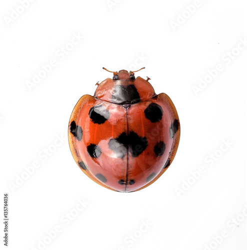 Ladybug insect isolated on white background