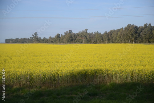 plantas y flores de la pampa humeda photo