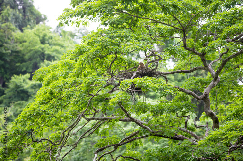 Canvas Print Young tiger heron in treetop nest