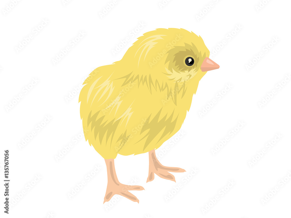 ヒヨコ ヒヨコ