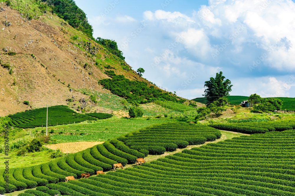 Famous tea farm located on hill in Moc Chau district of Son La province, Vietnam.
