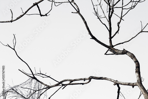 Dry trees