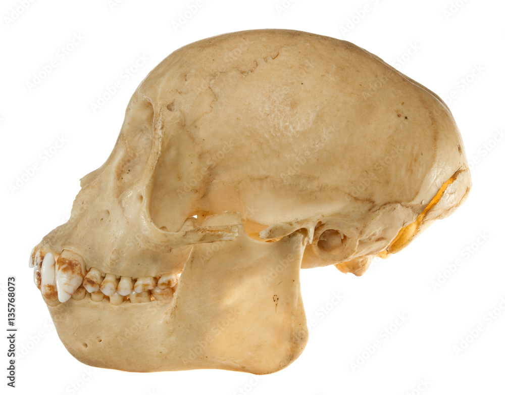 monkey skull monkey skull