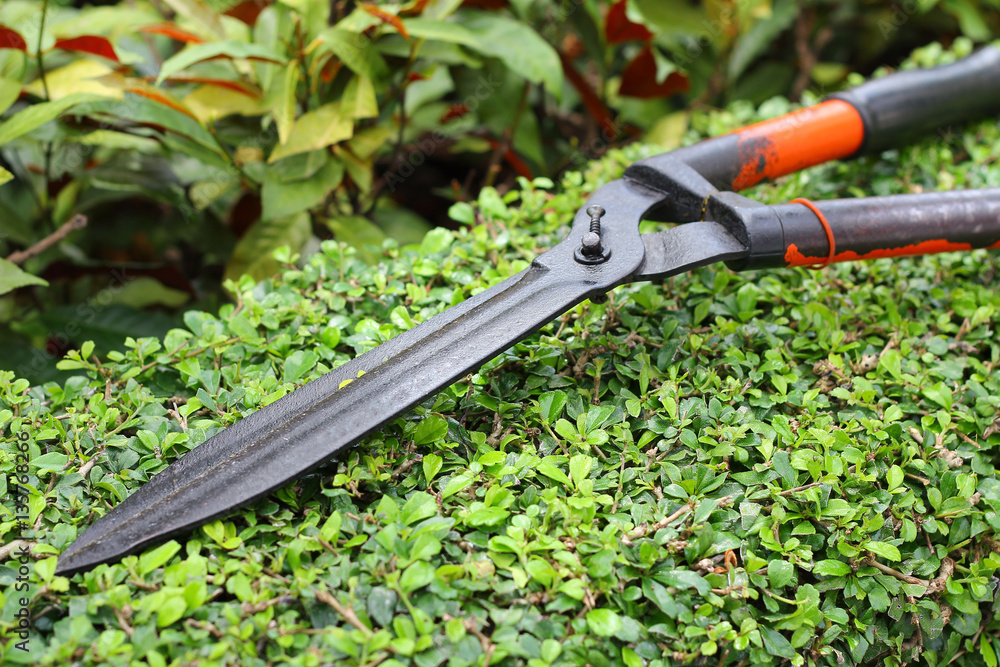 Obraz premium Garden shears on tree