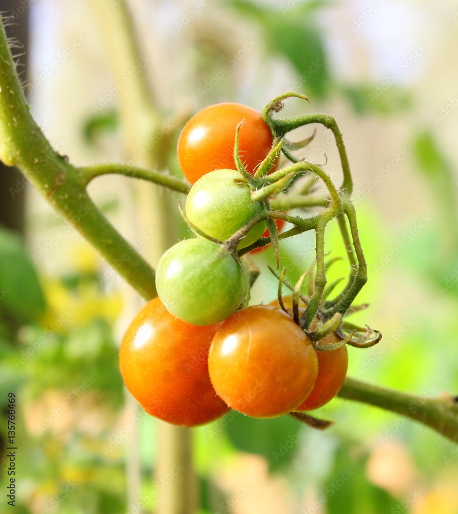 Fresh ripe tomatoes on the plant