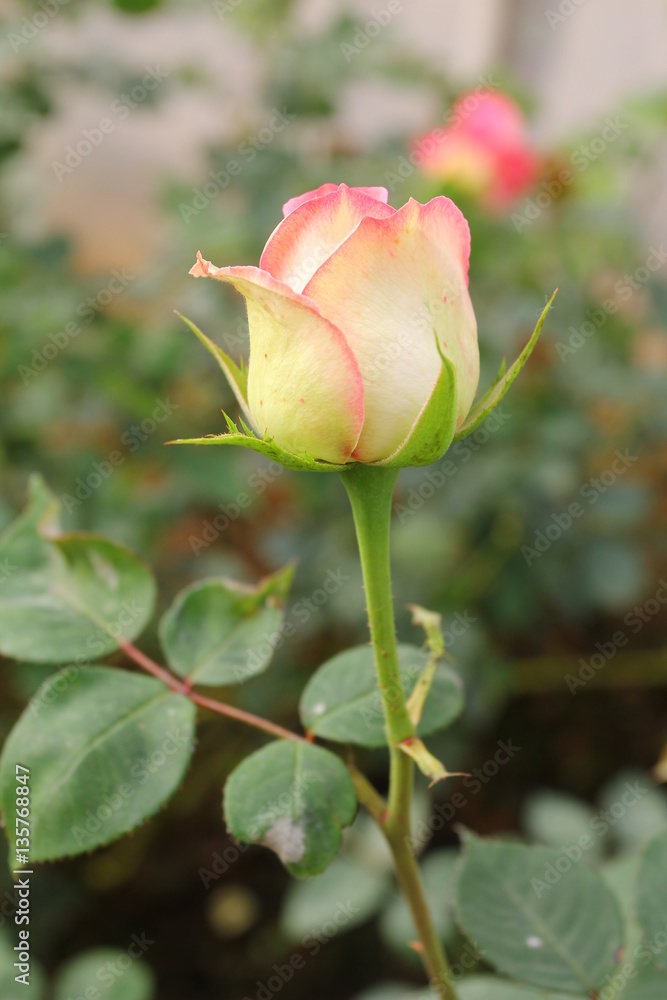 Orange Rose Orange Rose