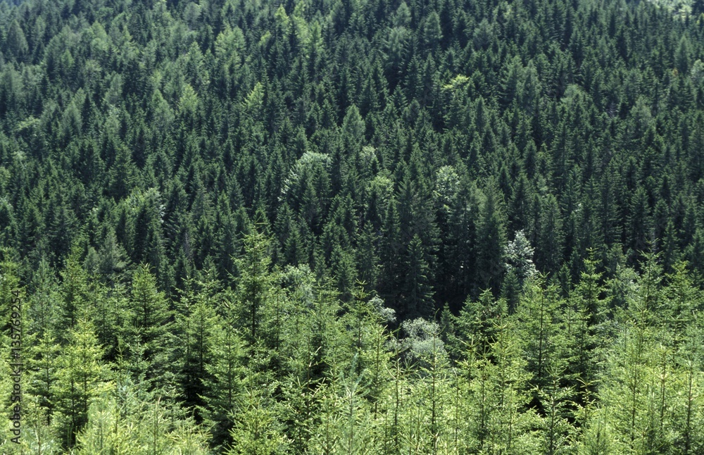 Spruce trees, Austria, Lower Austria, Schneeberg Rax, Hinternass Spruce trees, Austria, Lower Austria, Schneeberg Rax, Hinternass