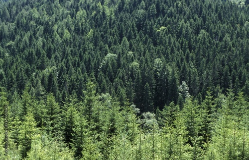 Spruce trees, Austria, Lower Austria, Schneeberg Rax, Hinternass
