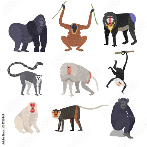 Different types of monkeys rare animal vector set.