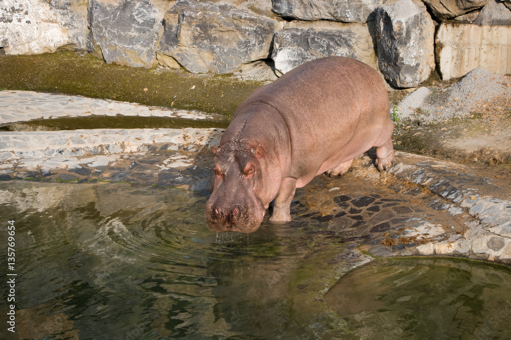 Hippopotame amphibie Hippopotame amphibie