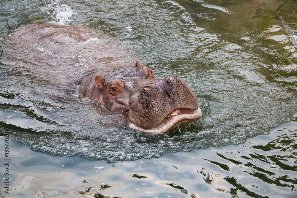 Fototapeta premium Hippopotame amphibie dans l'eau en gros plan