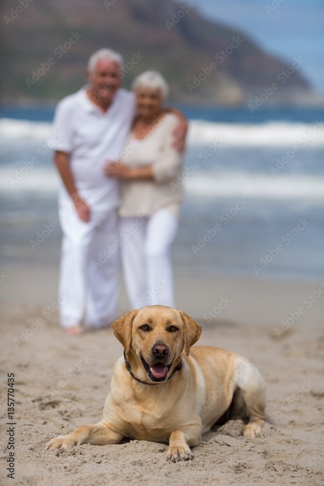 Senior couple standing on the beach with dog