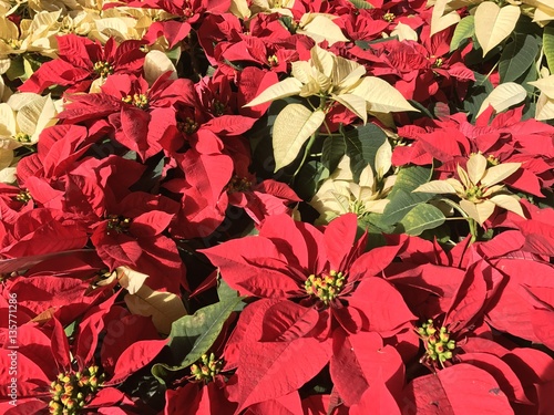 Poinsettias